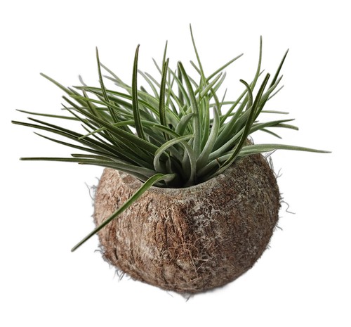 Exotische kokosnuss schale - schale, mit