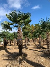 Winterharte Hanfpalme