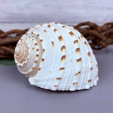 Tonna Tessellata 10cm Top