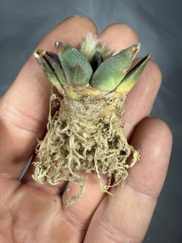 Ariocarpus hybrid - ariocarpus,