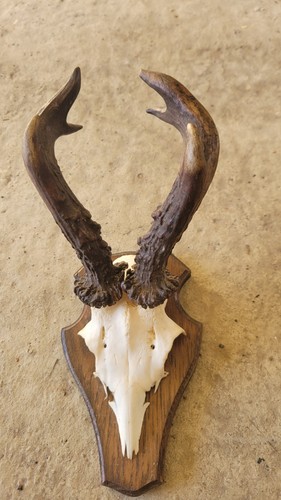Hirschgeweih klein zum - hirschgeweih,