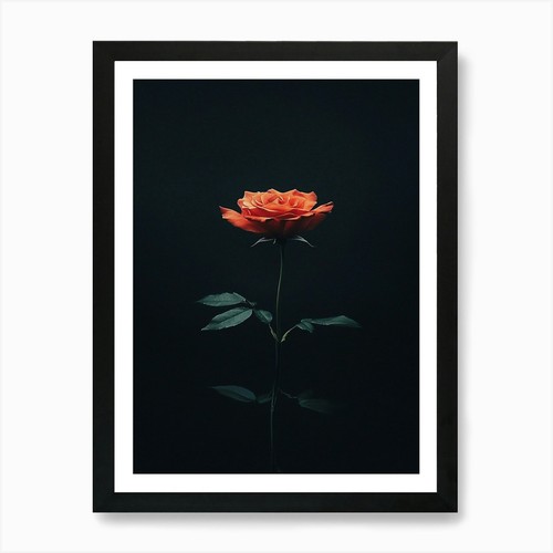 Einzelne rose auf - einzelne,