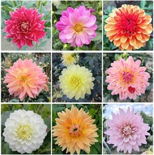 Dahliensamen Mix 40 Sa. eine Blütenpracht für Dein Garten für 5 € Plus 1 € Porto