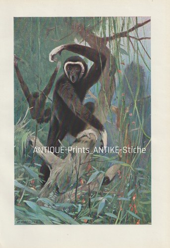 Weißhandgibbon lar hylobates - lar, (hylobates