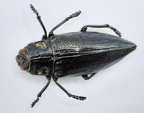 Buprestidae chrysodema - buprestidae,,