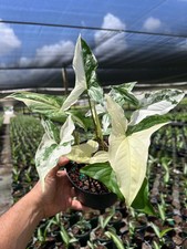 Syngonium Albo Plant  Rare