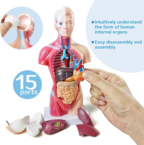 Anatomisches puzzle - anatomisches,