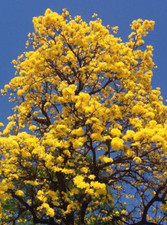 Samen Von Lapacho Gelb (Handroanthus) - Guayacan - Blumen, Edelstein