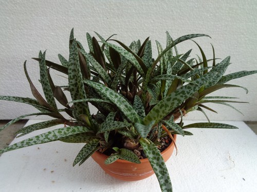 Scilla violacea 30cm kaktus - scilla,
