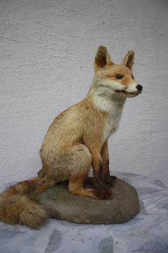 Tierpräparat fuchs rotfuchs - fuchs,,