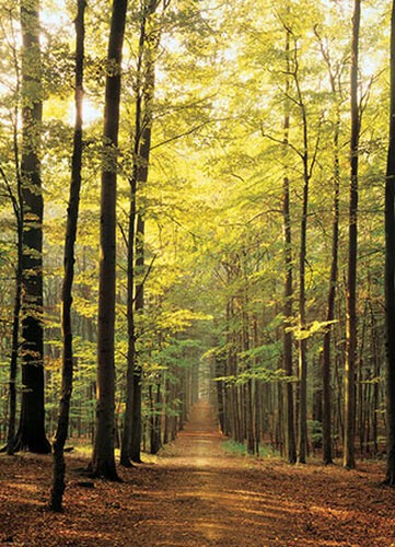 Puzzle waldweg - puzzle, (1000