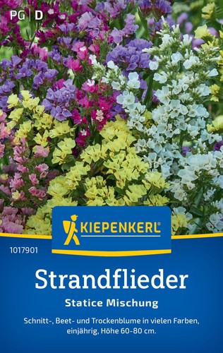 Strandfliedersamen statice - strandfliedersamen,