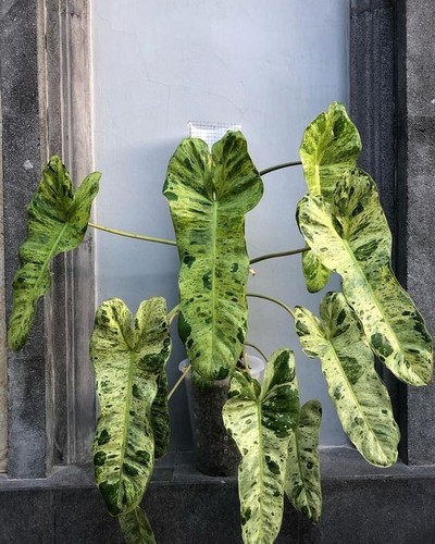 Bs1695pt philodendron paraiso - bs1695pt,
