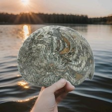 Grosser Ammonit Fossil