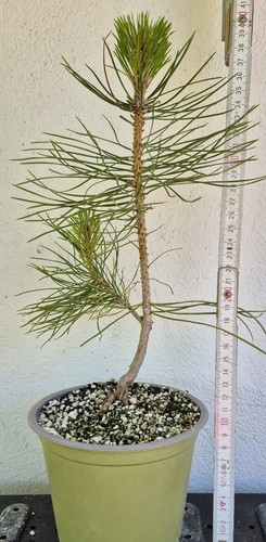Pinus sylvestris prebonsai - pinus,