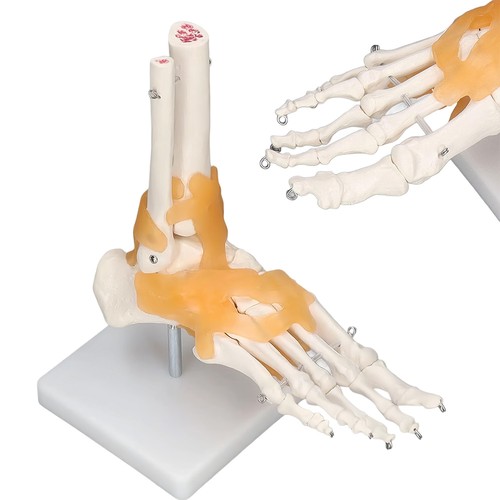 Anatomie modell fußskelett - modell,