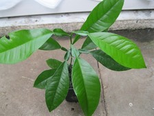 Zitruspflanze Bitterorange  -