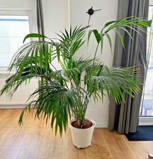 Kentia Palme (Howea forsteriana) / 180 cm hoch (mit Topf) / Pflegeleicht