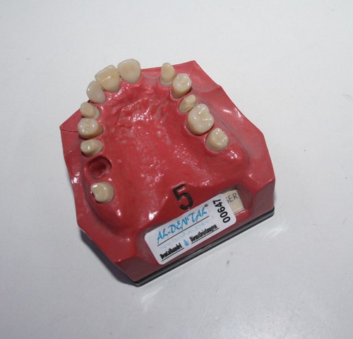 Dent schaumodell - dent, 5