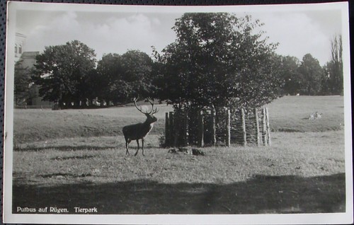 1937 putbus tierpark - putbus,