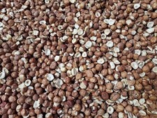 Haselnusskerne naturbraun