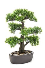 Künstlicher ficus bonsai - bonsai, im