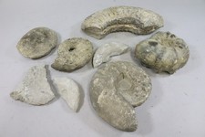 Konvolut Versteinerungen Muscheln Ammonithen  (MVL4746)