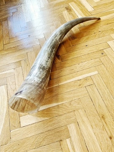 Horn wasserbüffel poliert - wasserbüffel,