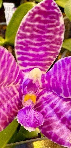 Phalaenopsis species - phalaenopsis,
