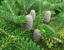 Zwerg-Koreatanne Abies koreana 'Nana' Pflanze 5-10cm Korea-Tanne Tanne Rarität