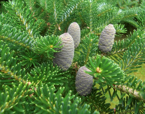 Zwerg koreatanne abies koreana - zwerg-koreatanne,