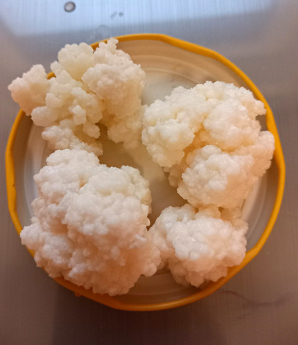 Milch-Kefir,probiotisch,bio,zu
