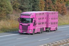 LKW Foto Scania Viehtransporter Deutschland rosa Märkl J.S. #l9rq