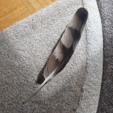 Seltene Adlerfeder, mit Nachweis