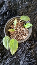 Philodendron Scandens Micans -5 Ableger zusammen- Frisch getopft / Zimmerpflanze