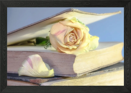 Buch und rose gerahmtes - und,