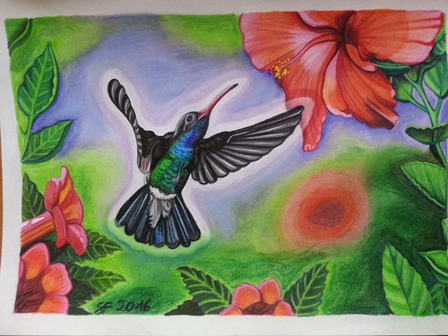 Kunstdruck kolibri kunst - kunstdruck, "kolibri"