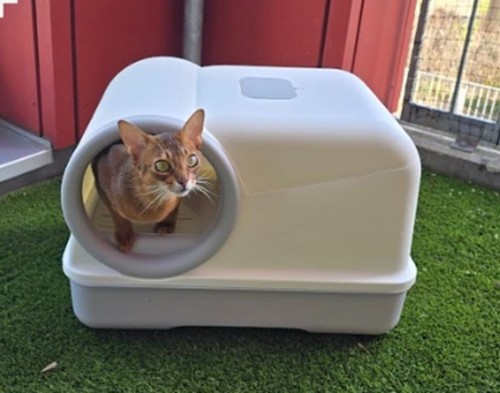 Katzentoilette mit geringer