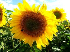 Sonnenblume  gelbe Riesen Blüte 40 cm, goldgelb, Balkon, Topf, Kübel, Garten, 