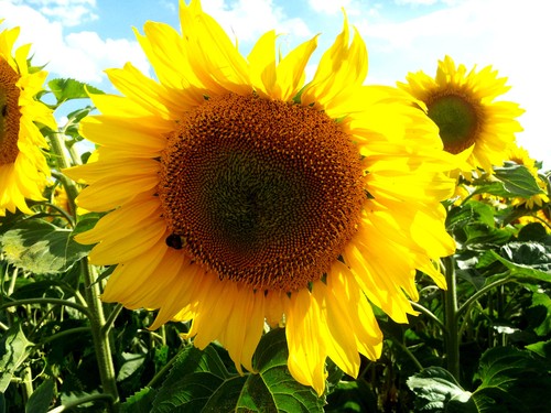 Sonnenblume gelbe riesen - ,