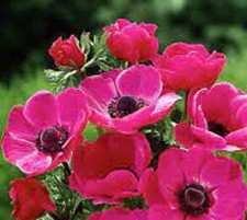 Anemonen Coronaria "Sylphide" Gr. 4/5 Rosa (20 Blumenzwiebeln)