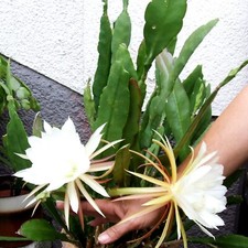 sehr schöne junge Epiphyllum Blattkaktus-Pflanze - WEISSE Blüte, 10 - 20 cm groß