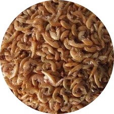 Gammarus Bachflohkrebse