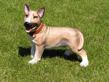 Pit bull bullterrier kampfhund - bull,