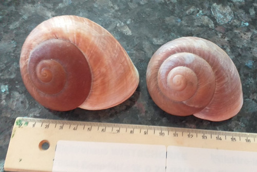 Muscheln schnecken stck - muscheln,