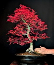 BONSAI JAPANISCHER ROTER