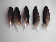 6  schwarz-bunte  Pfauenfedern