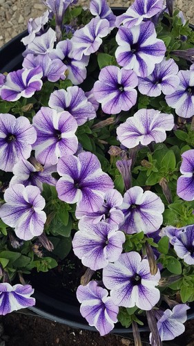 Petunien petunia - nr.4, *