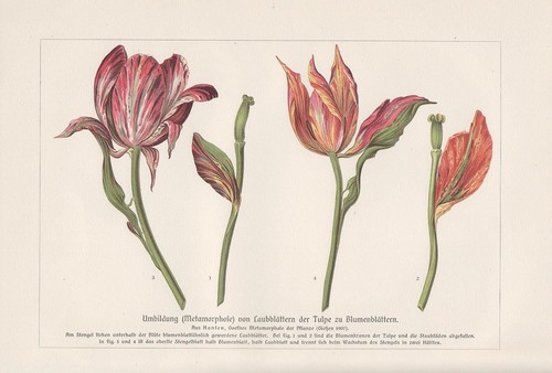 Metamorphose tulpenblätter - metamorphose,