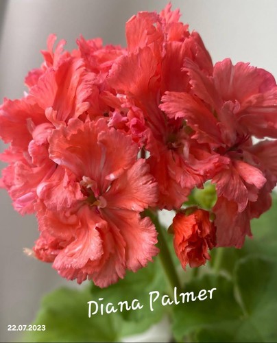 Pelargonie diana palmer - pelargonie, „diana